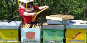 L’Aperitiva: la storia di Christian Maffeo e il mondo delle api