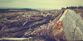 Giornata della Terra: “Chiediamo stop a deforestazioni e sostegno all’agroecologia”