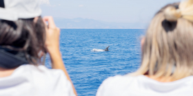 Menkab: conoscere il santuario dei cetacei per poterlo tutelare