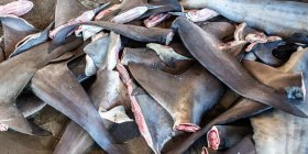 Stop Finning! Aiutiamo Sea Sheperd a difendere gli squali e l’ecosistema marino